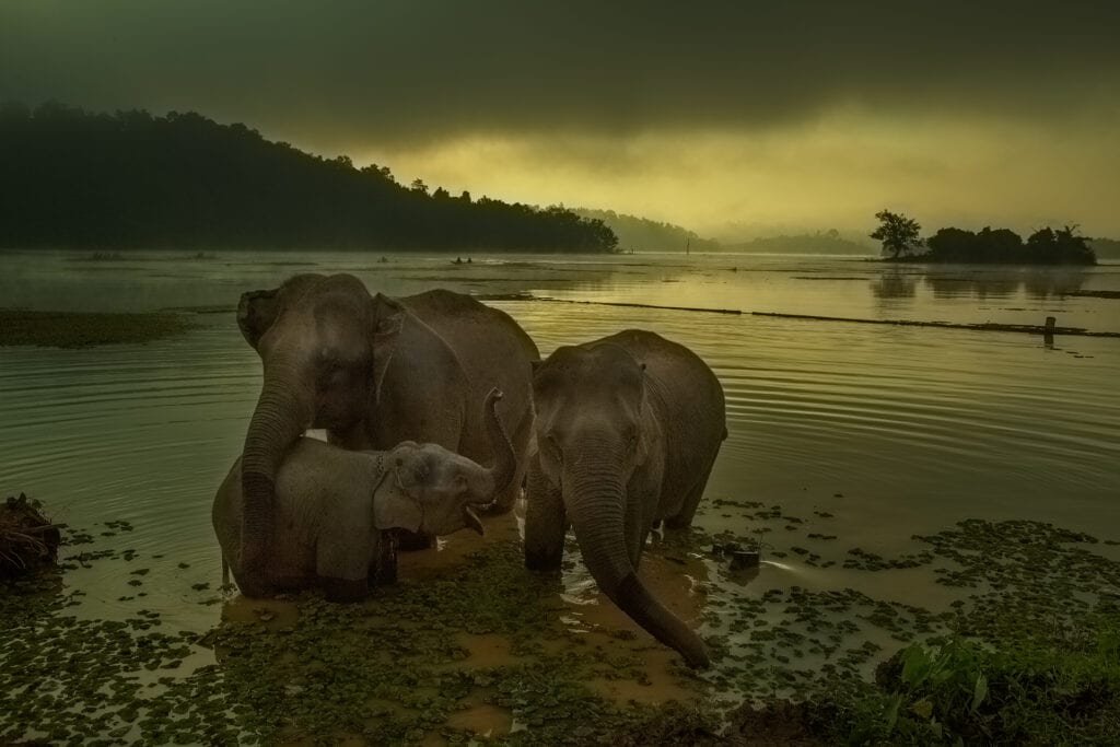 Elephant family in Sayaboury